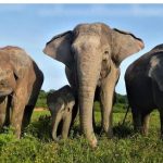 Way Kambas Elephants
