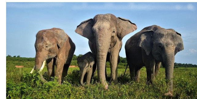 Way Kambas Elephants