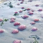Pink Jellyfish