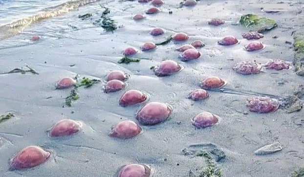 Pink Jellyfish