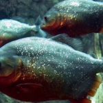 Piranha