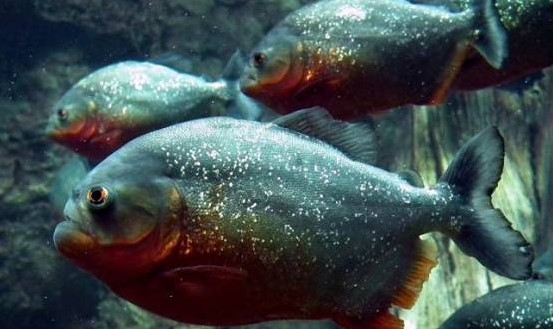Piranha