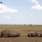 Rhinos