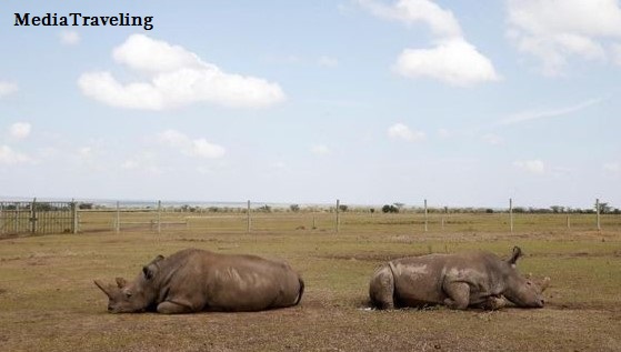 Rhinos