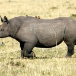 Black Rhino