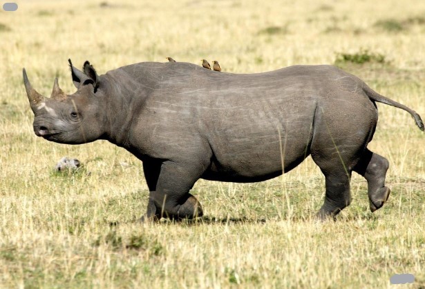 Black Rhino