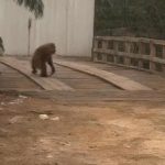 Orangutan