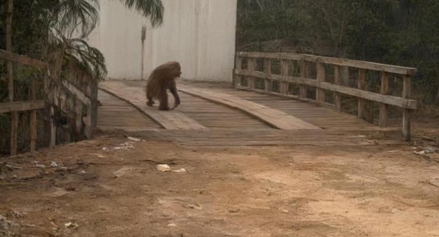 Orangutan